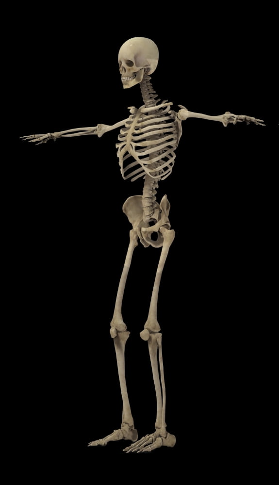 3D rendering of human skeletal system side view Canvas Art - Stocktrek Images (11 x 19)