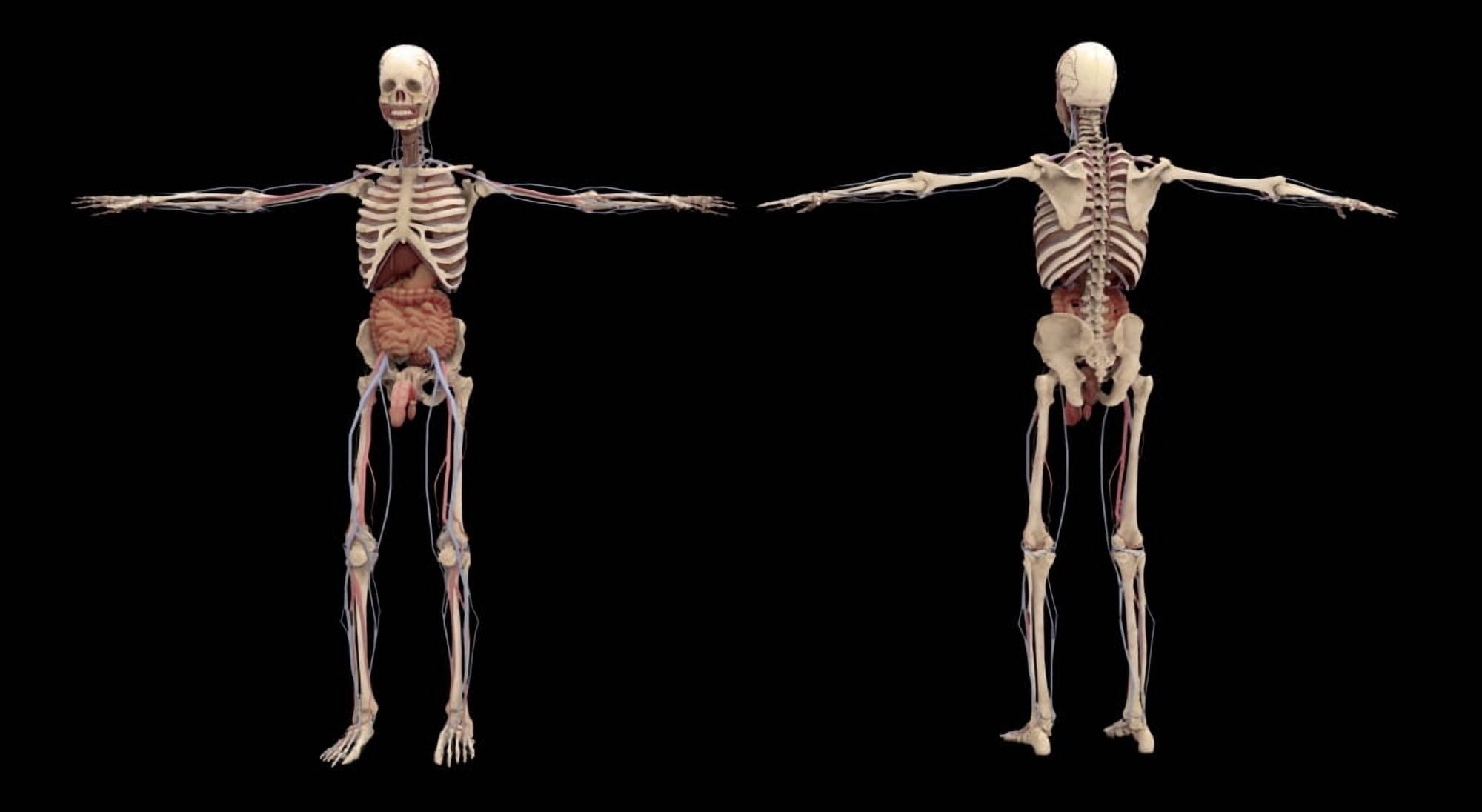 3D rendering of human skeleton with internal organs Canvas Art - Stocktrek Images (19 x 11)