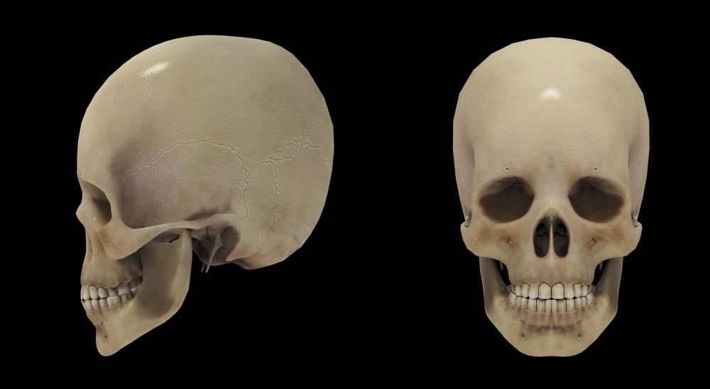 3D rendering of human skull Canvas Art - Stocktrek Images (38 x 21)