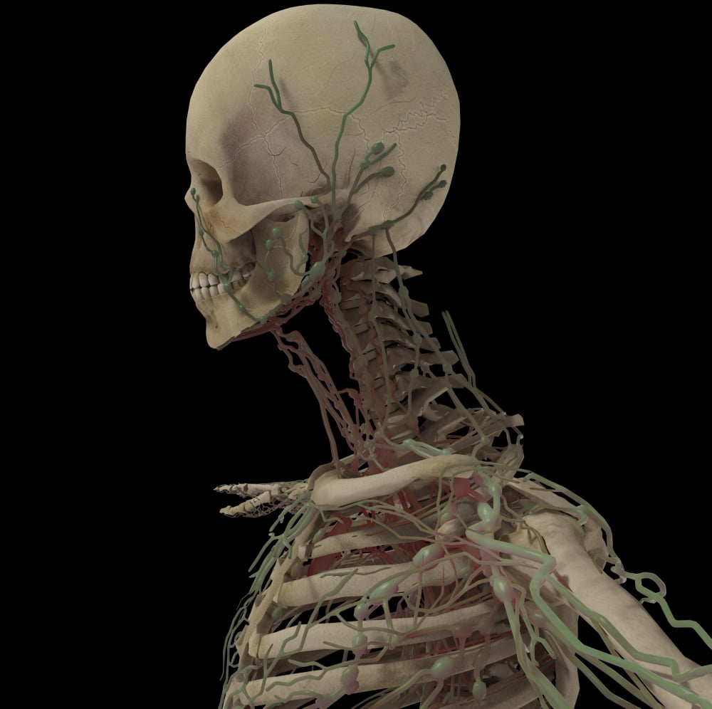 3D rendering of human skull with lymphatic system Canvas Art - Stocktrek Images (29 x 29)