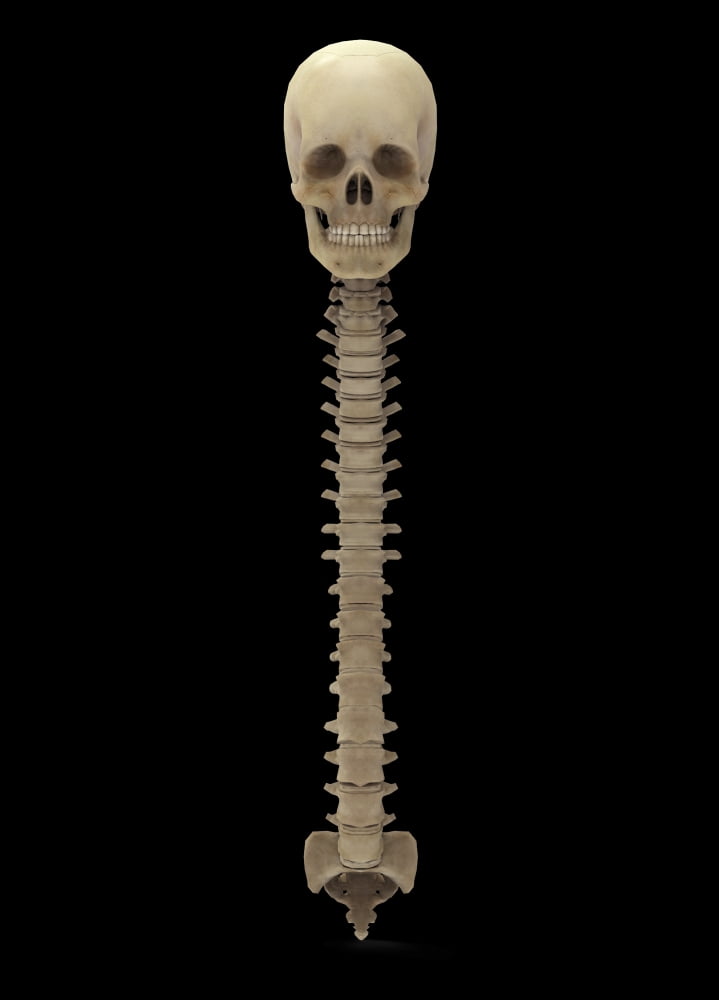 3D rendering of human vertebral column front view Canvas Art - Stocktrek Images (24 x 34)