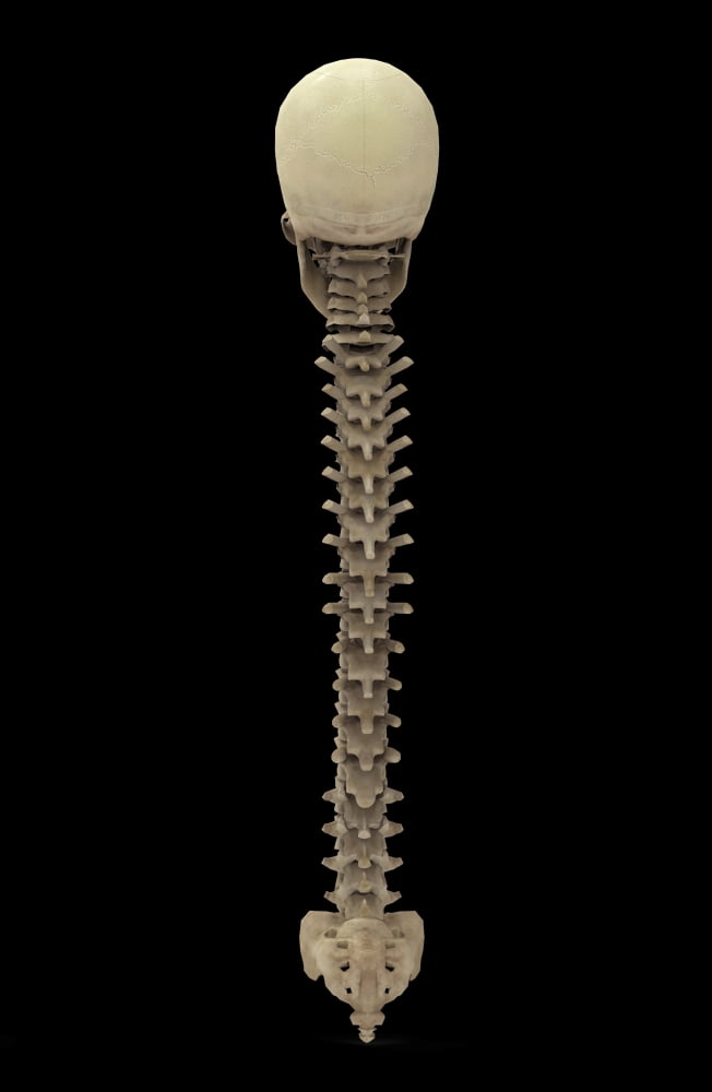 3D rendering of human vertebral column rear view Canvas Art - Stocktrek Images (12 x 18)