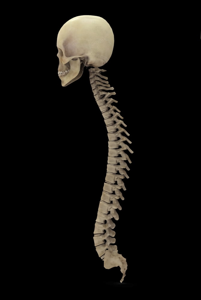 3D rendering of human vertebral column side view Canvas Art - Stocktrek Images (23 x 34)