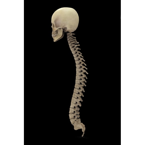 3D rendering of human vertebral column side view Canvas Art - Stocktrek Images (23 x 34)
