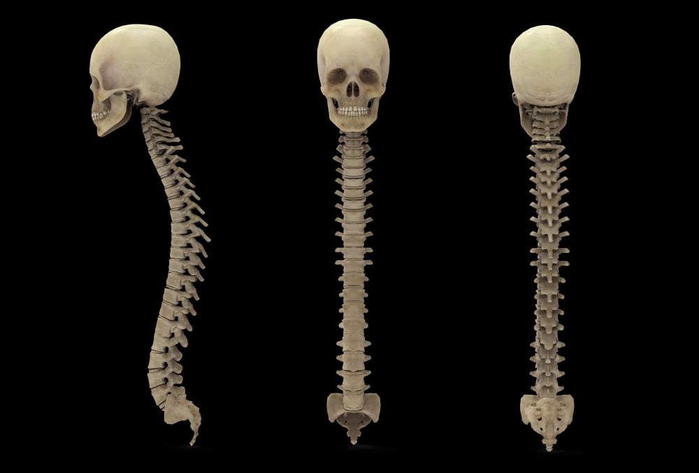 3D rendering of human vertebral column with skull Canvas Art - Stocktrek Images (17 x 12)