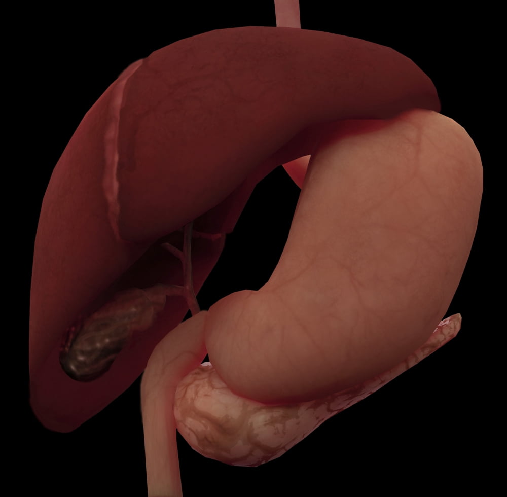 3D rendering of liver and stomach of human digestive system Canvas Art - Stocktrek Images (28 x 28)