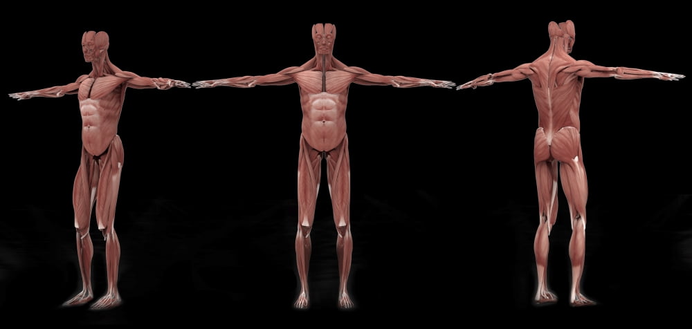 3D rendering of male muscular system at different angles Canvas Art - Stocktrek Images (40 x 19)