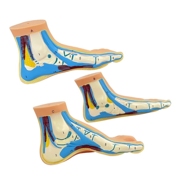3PCS Anatomical Foot Structure Models Life Size PVC Foot Anatomy Models For Teaching Rehabilitation Practice