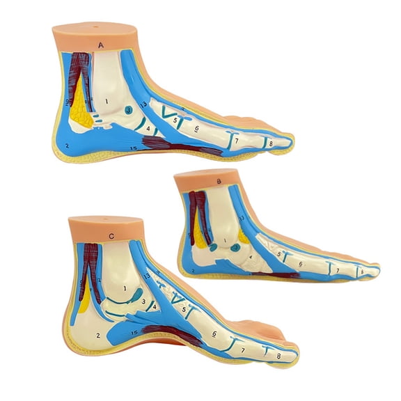 3PCS Life Size Human Foot Structure Anatomy Models Anatomical PVC Foot Models For Clinical Rehabilitation Demonstration