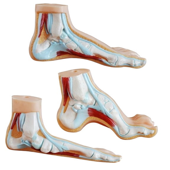 3PCS Professional Anatomical Foot Models Life Size PVC Foot Structure Anatomy Set For Training And Orthopedic Teaching