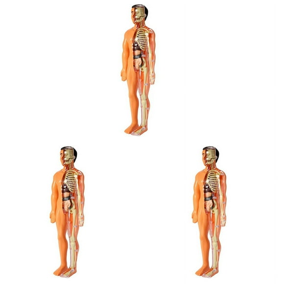 3X 3D Human Body Anatomy Model Children Plastic DIY Skeleton Toy Science Early Learning Aids Educational Toys