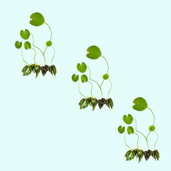 Banana Plant (Nymphoides Aquatica) Material: 3 Plants Live Aquarium Plants BUY 2 GET 1 FREE