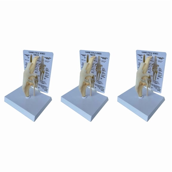 3X Canines Knee Model Dog Joint Anatomical Model Dog Skeleton Model Animal Skeleton Anatomy Medical Science Gift