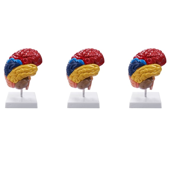 3X Cerebral Anatomical Model Anatomy 1:1 Half Brain Brainstem Teaching Lab Supplies