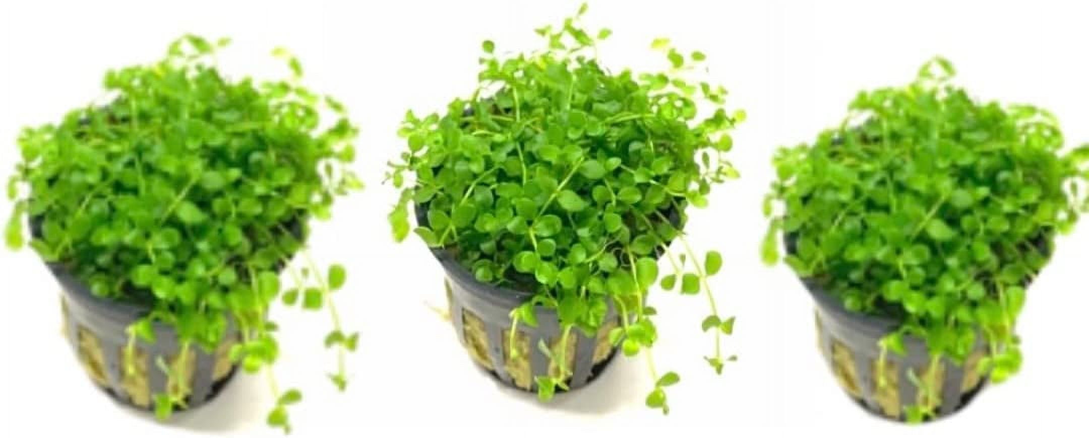 3X Micranthemum Monte Carlo Pots Easy Live Aquarium Plants