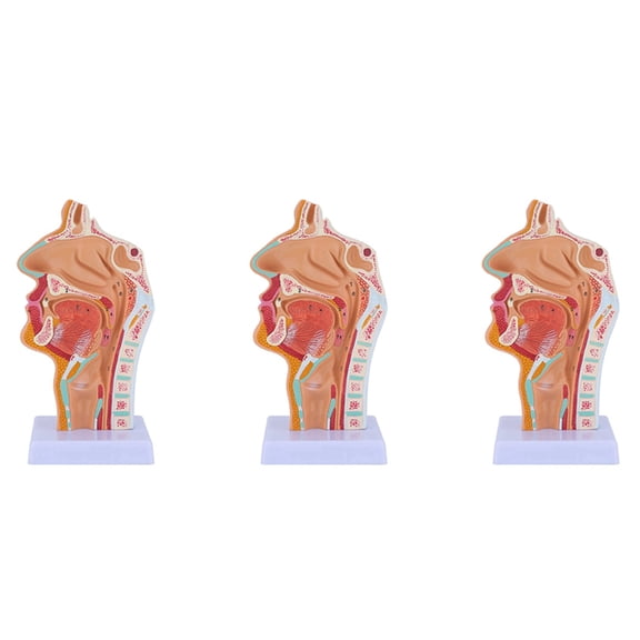 3X Nasal Cavity Throat Anatomy Model Human Anatomical Pharynx Larynx for Students Study Display Teaching