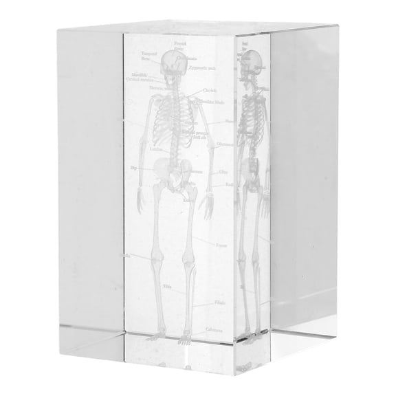 3d Human Skeleton Anatomical Model Paperweight Crystal Glass Cube Skeleton Bone Structure Figurine Paperweight Teaching Tool For Science Medical Students