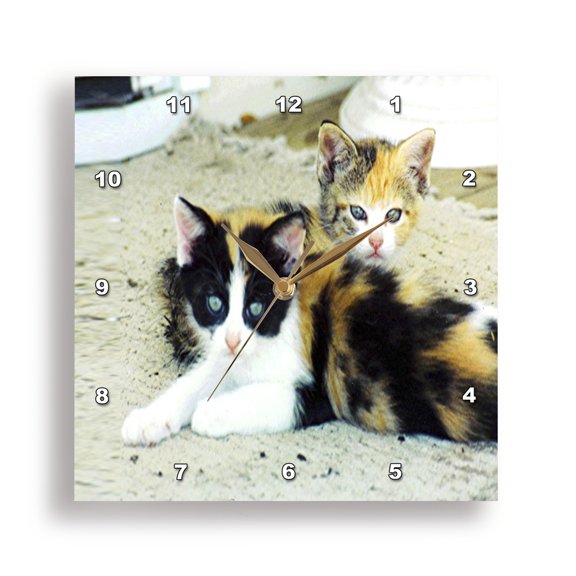 3dRose, 2 Adorable Calico Kittens, 10x10 Wall Clock