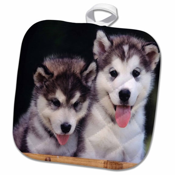 3dRose, 2 Alaskan Malamute Puppies, 8x8 Potholder