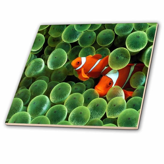 3dRose, 2 Clown Fish Among Green Sponge, 4 Inch Ceramic Tile