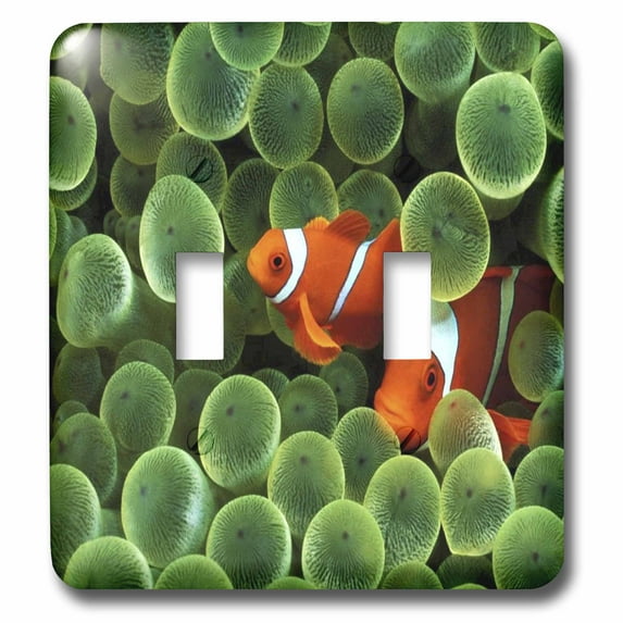 3dRose, 2 Clown Fish Among Green Sponge, double toggle switch