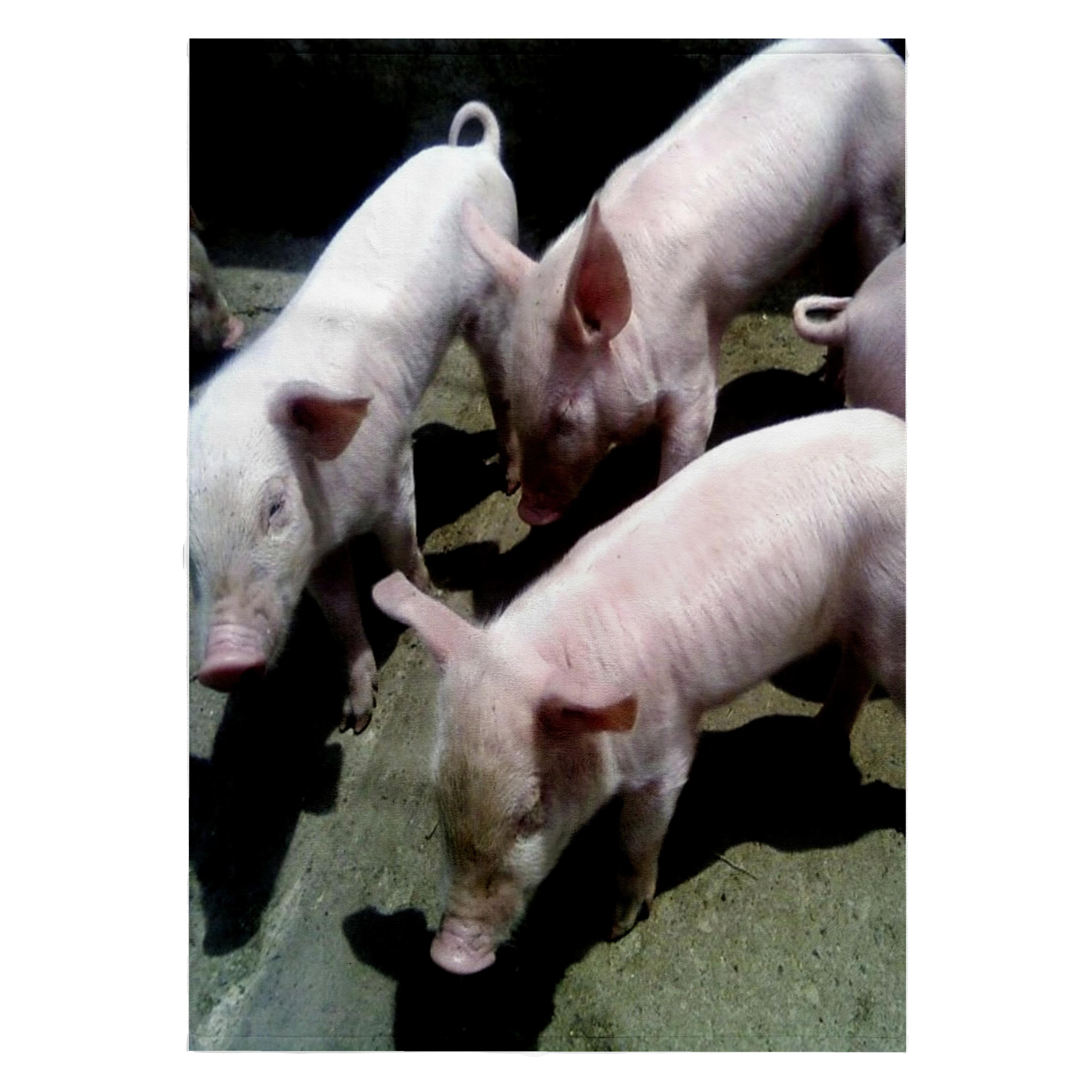 3dRose, 3 Baby Pigs, 22x30 Bath Hand Pool Towel