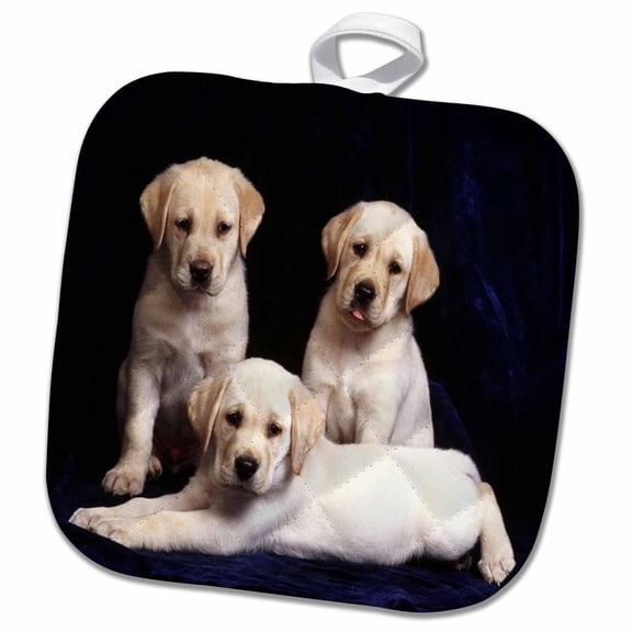 3dRose, 3 Yellow Labs Portrait, 8x8 Potholder