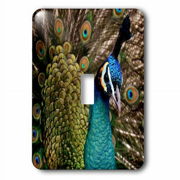 3dRose, A Close up of a Beautiful Colorful Peacock Front View, single toggle switch