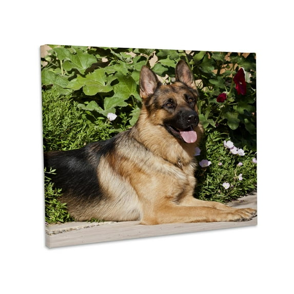 3dRose, A German Shepherd dog by greenery - NA02 ZMU0150 - Zandria Muench Beraldo, Museum Grade Canvas Wrap 14x11