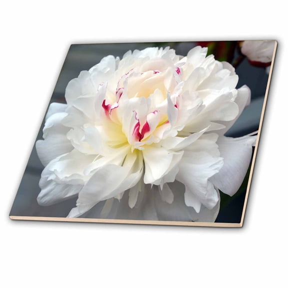 3dRose, A Perfect Peony White Peony Flower, 6 Inch Ceramic Tile