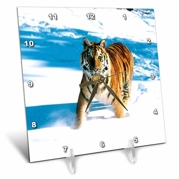 3dRose, A Siberian Tiger, 6x6 Desk Clock