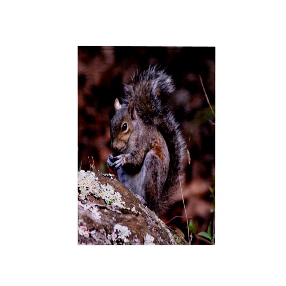 3dRose, A Squirrel Enjoying his meal A squirrel eating a nut ontop of a rock, 15x22 Hand Towel