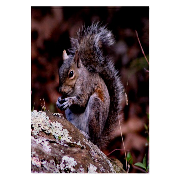 3dRose, A Squirrel Enjoying his meal A squirrel eating a nut ontop of a rock, 22x30 Bath Hand Pool Towel