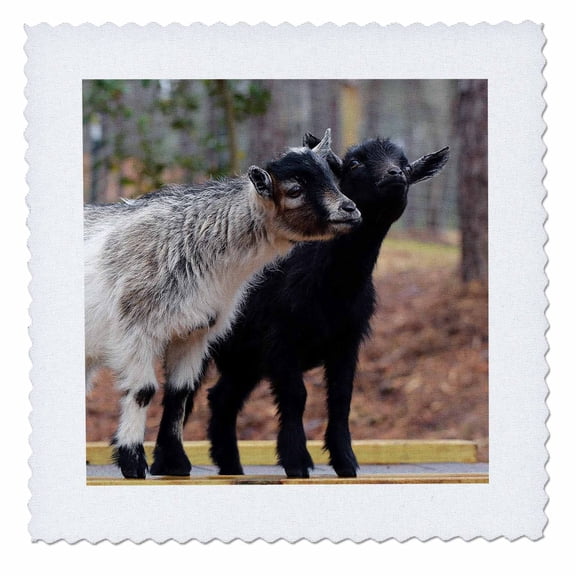 3dRose, A photograph of two fuzzy baby goats posing for the camera., 10x10 inch quilt square