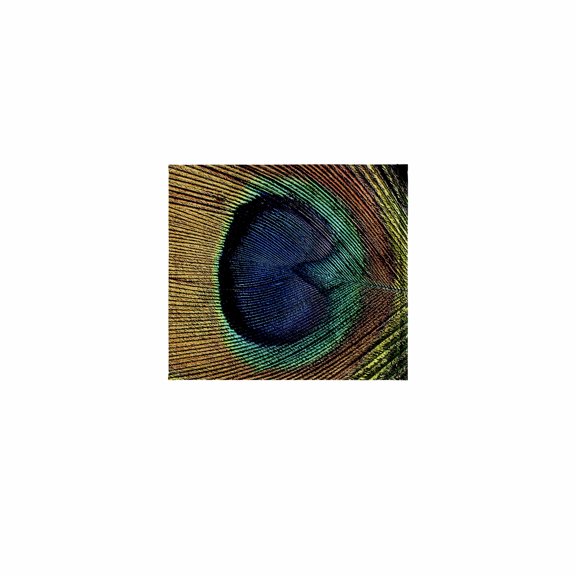 3dRose, Abstract Peacock Feather Closeup, 11x12 Wash Cloth for Face and Body