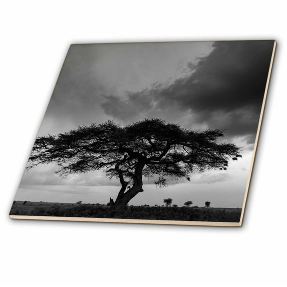 3dRose, Acacia tree, Serengeti NP, Tanzania., 4 Inch Ceramic Tile