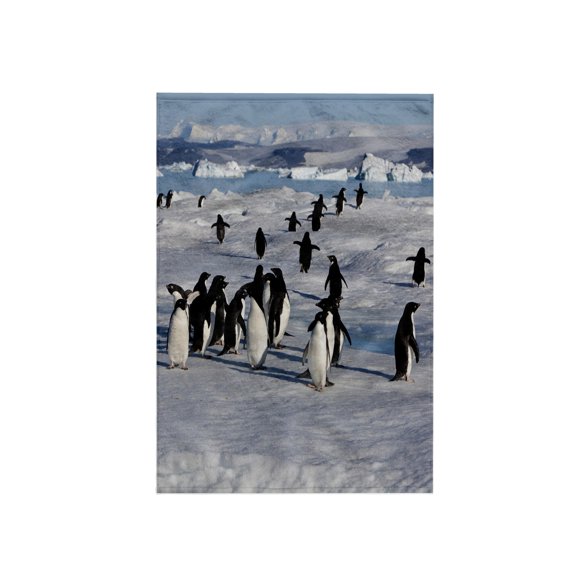 3dRose, Adelie penguin colony on Devil Island, Antarctica - AN02 HRO0197 - Hugh Rose, 15x22 Hand Towel