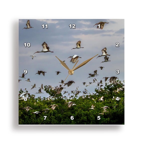 3dRose, Adult and juvenile white ibis leaving roost. South Florida., 15x15 Wall Clock