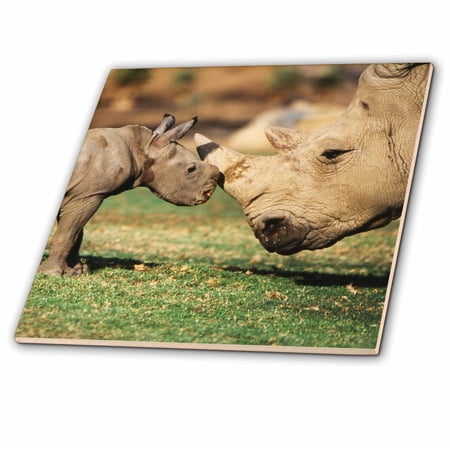 3dRose, Africa, Captive Southern White Rhino with young. , 12 Inch Ceramic Tile