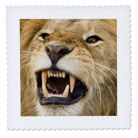 3dRose, Africa, Kenya, Masai Mara, male lion bearing teeth.-AF21 DSR0007 - Daniel Schreiber, 12x12 inch quilt square