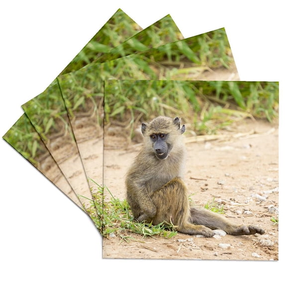 3drose, Africa, Tanzania. a Young Baboon Sits in the Road., Set of 4 Ceramic Tile Coasters