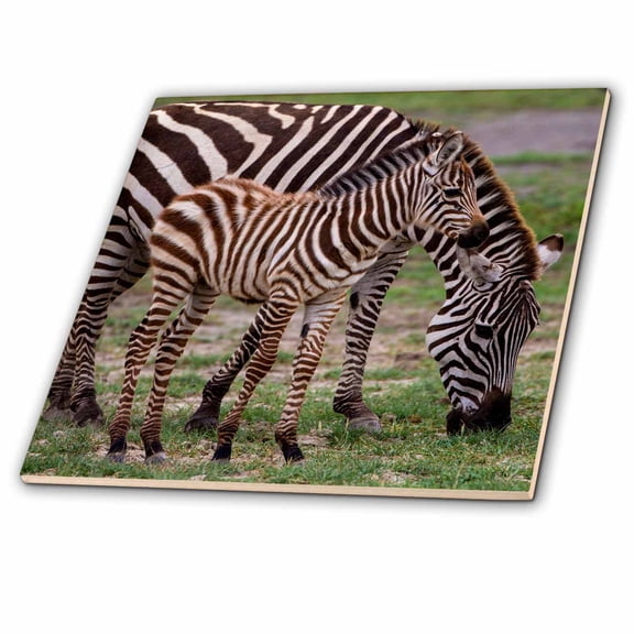 3dRose, Africa. Tanzania. Female Zebra, Equus quagga, with colt, Serengeti NP., 8 Inch Ceramic Tile