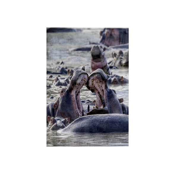 3dRose, Africa, Tanzania. Hippos yawn to show their teeth., 15x22 Hand Towel
