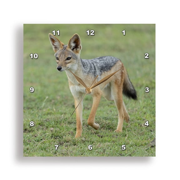 3drose, Africa, Tanzania. Portrait of a Black-backed Jackal., 10x10 Wall Clock