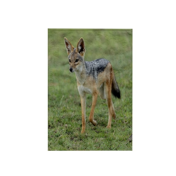 3dRose, Africa, Tanzania. Portrait of a black-backed jackal., 15x22 Hand Towel