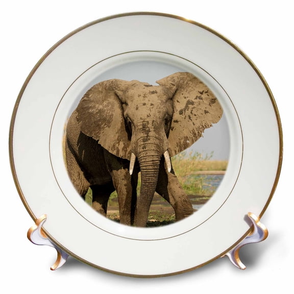 3dRose, Africa, Zambia. Elephant next to Zambezi River., 8 inch Porcelain Plate