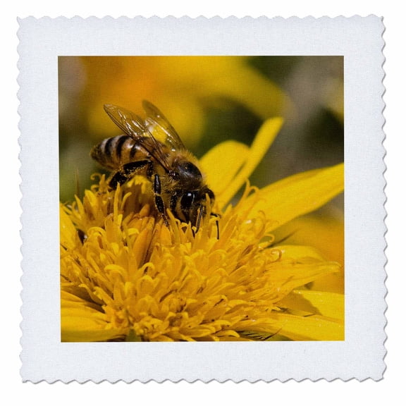 3dRose, African Honey bee with pollen sacs, Little Namaqualand, South Africa., 6x6 inch quilt square