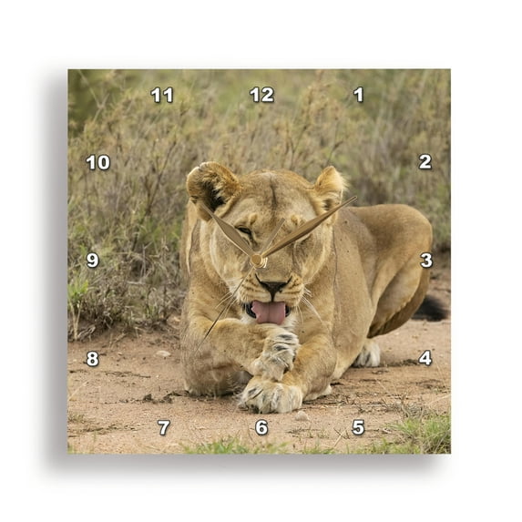 3dRose, African Lion, Panthera leo, Tanzania, Africa, 10x10 Wall Clock