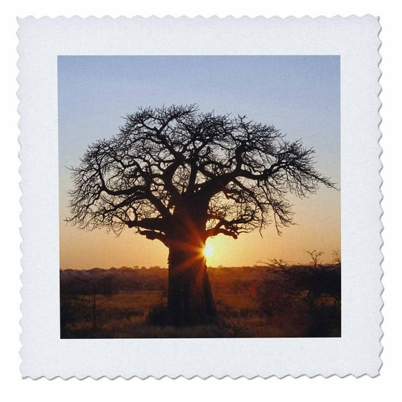3dRose, African baobab tree, Tarangire National Park, Tanzania-AF45 AJE0263 - Adam Jones, 14x14 inch quilt square