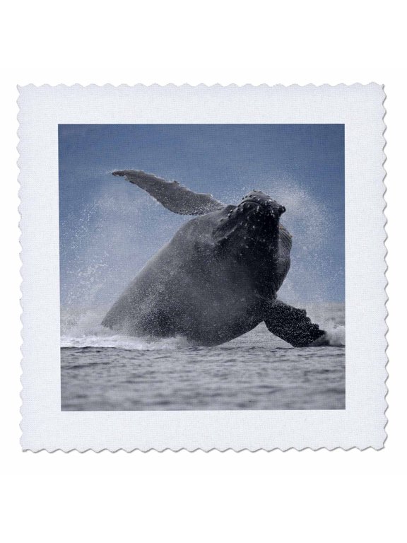 , Alaska, Angoon, Humpback Whale breaching - US02 PSO0614 - Paul Souders, 8x8 inch quilt square